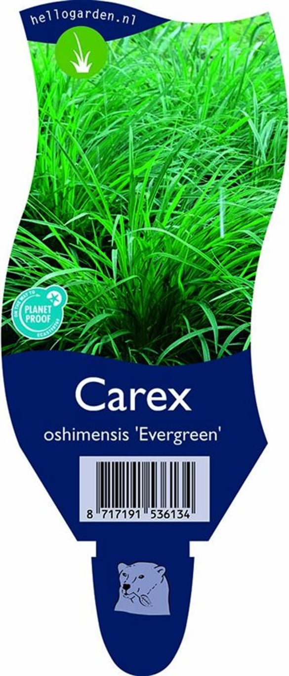 Carex oshim. 'Evergreen' - P11